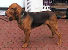 COPOI DE JURA - TIP BRUNO